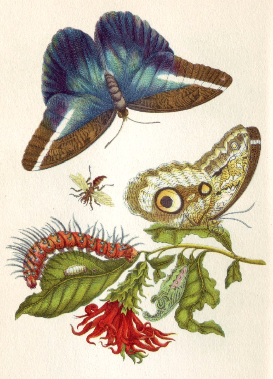 Metamorphosis insectorum Surinamensium 1705