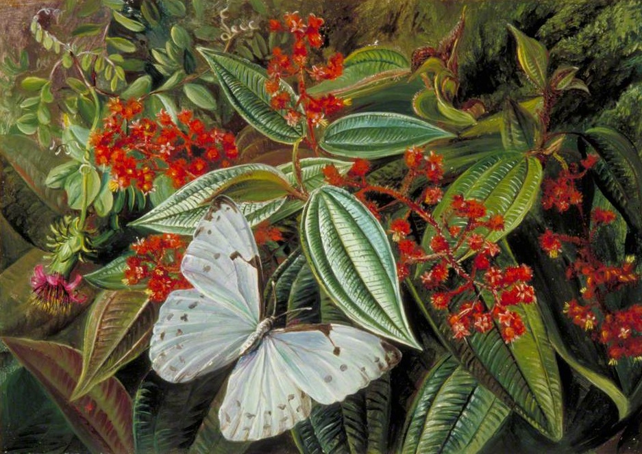 arboles y mariposa